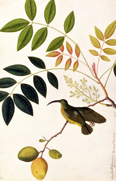 Long-beaked Humming Bird, Poko Booah Kadonong, from Drawings of Birds from Malacca, c.1805-18 by Chinese School